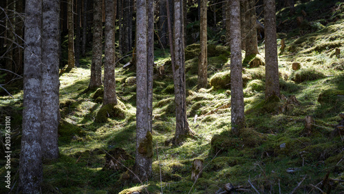 Nature background: trees in the woods