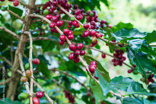 Coffee beans ripening on a tree branch. Fresh organic red raw and ripe coffee cherry beans on tree