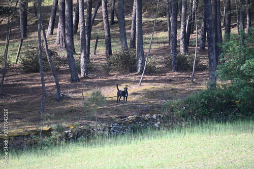 Attention chien dangereux