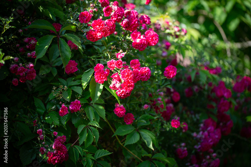 Lush pink rose bush blooming with green leaves in a summer garden.