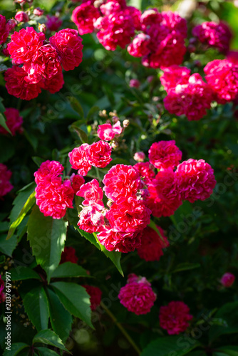 Vertical close-up of vibrant pink rose clusters blooming in the garden.