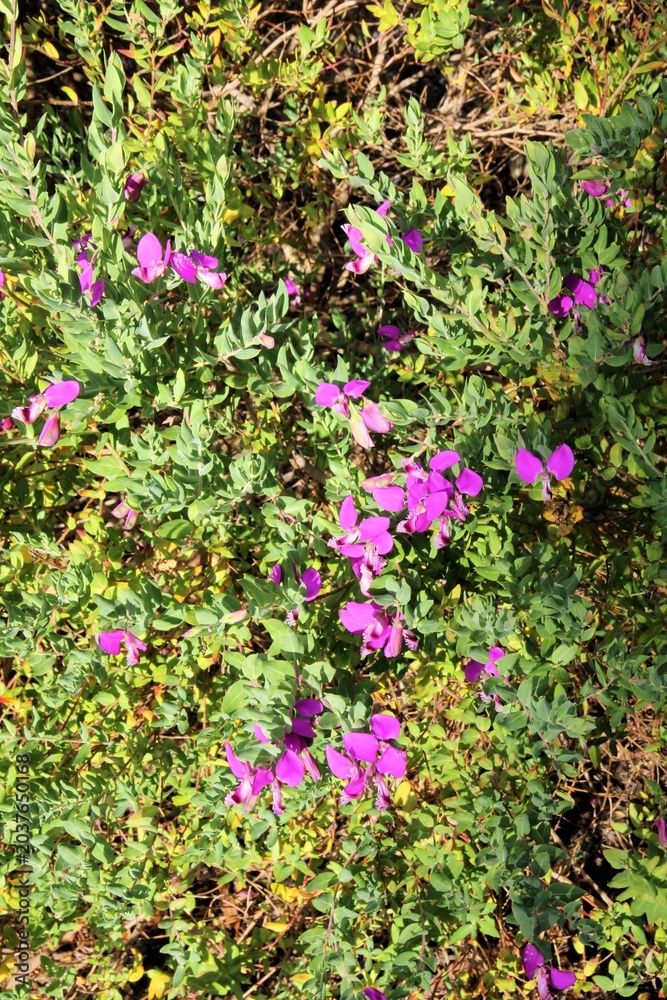 Fototapeta premium Polygala Dazzler in flower, South Australia