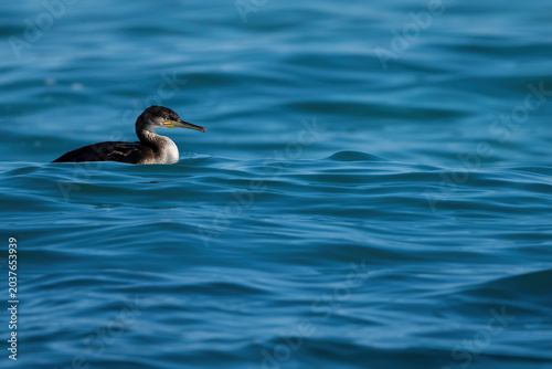 Bild auf Leinwand European shag seabird swimming on blue undulating Mediterranean sea water surfac