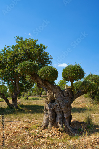 A majestic, ancient olive tree with a thick, twisted trunk and a meticulously pruned, rounded canopy stands in a dry, grassy field under a clear blue sky