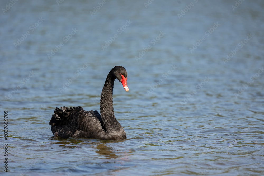 Fototapeta premium Black swan, Cygnus atratus,