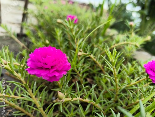 Obraz na plátně Vibrant Pink Flowers in Lush Green Garden Foliage