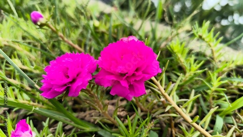 Foto Vibrant Pink Flowers in Lush Green Garden
