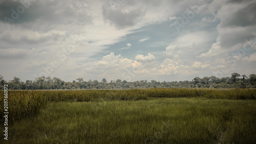 Bild auf Leinwand Wide Grassy Wetland with Tall Green and Yellow Grass Forest Edge and Cloudy Sky