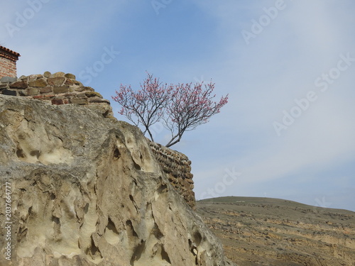 A flowering almond tree in the courtyard of an ancient church in Georgia