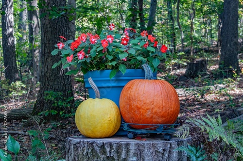 Autumn Flowers and Pumpkins, York County Pennsylvania