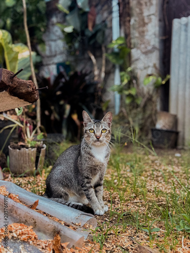 Cute tabby cat portrait in backyard garden with soft light and peaceful vibe