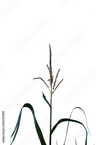 Tableau sur toile Corn stalk with leaves on transparent png background.