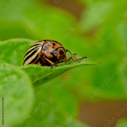 Colorado potato beetle (Leptinotarsa ​​decemlineata) in summer.