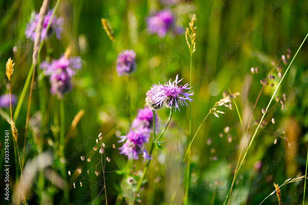 Obraz premium Close-up of purple flowers at wild meadow on a spring morning at Swiss village of Oberglatt. Photo taken May 28th, 2026, Zurich Oberglatt, Switzerland.