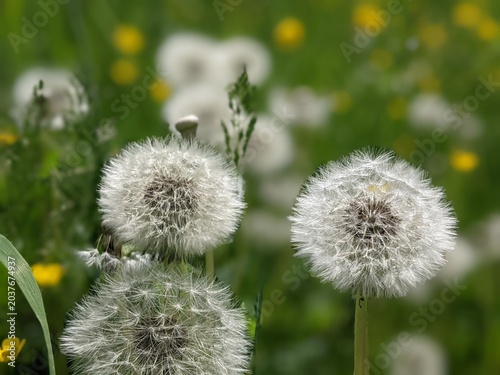 White dandelion swaying in the wind on a green background