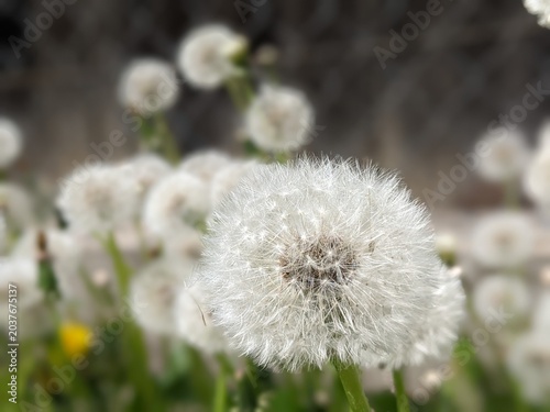 White dandelion swaying in the wind on a green background
