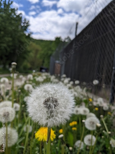 White dandelion swaying in the wind on a green background