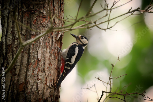 Male woodpecker checking