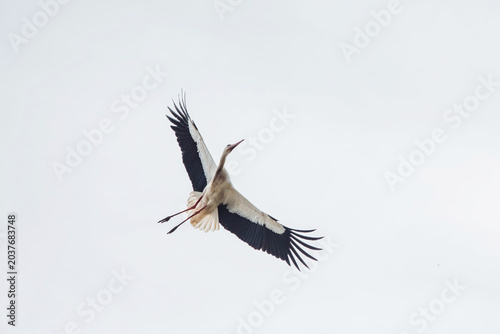 Obraz na płótnie Wild Alsatian white stork soaring through a bright overcast sky during late spri