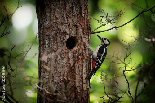 Adult Woodpecker at the hole