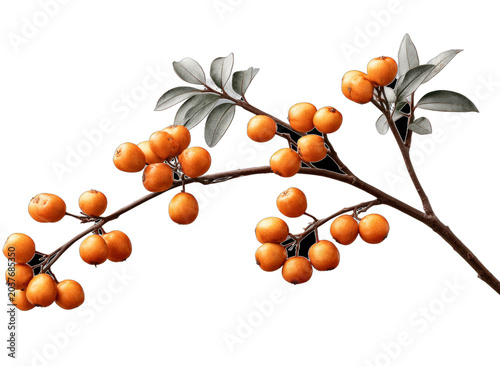 Orange berries on branch with green leaves isolated
