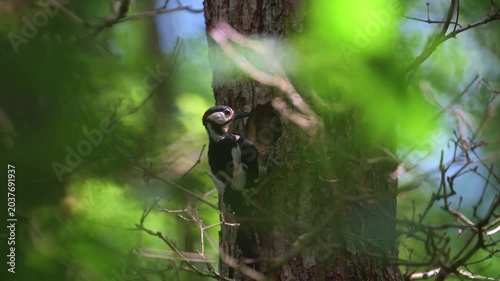 Woodpecker on Tree Trunk in Woodland