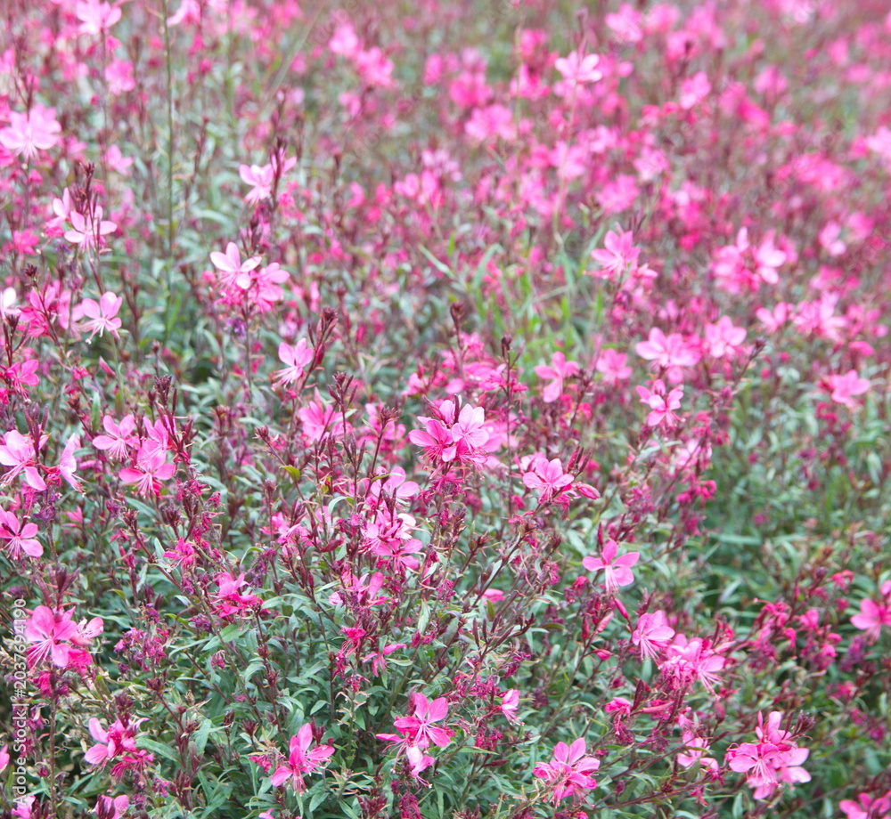 Obraz premium Gaura lindheimeri, with pink flowers, ornamental summer plant