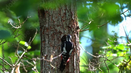Woodpecker on Tree Trunk in Woodland