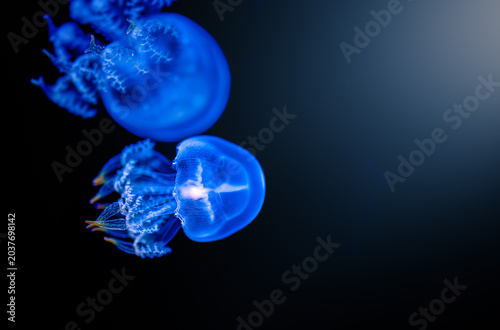 Two blue jellyfish floating underwater on dark background with copy space, translucent marine life close up.