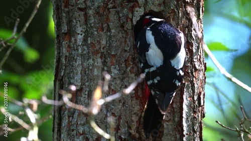 Woodpecker on Tree Trunk in Woodland