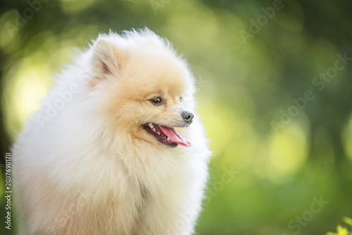 Cute white Pomeranian dog smiling outdoors on green bokeh background with copy space.