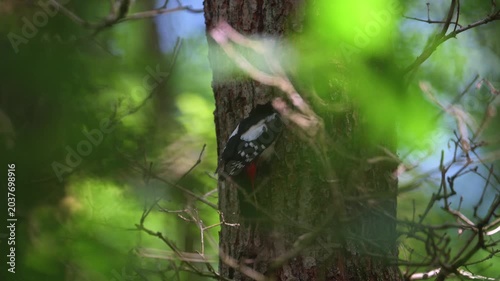 Woodpecker on Tree Trunk in Woodland