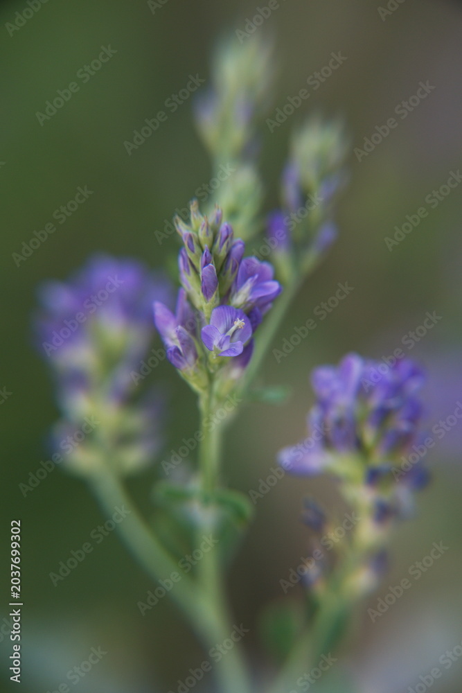 Obraz premium Medicágo satíva in bloom, Alfalfa, also called lucerne, is a perennial flowering plant in the legume family Fabaceae.