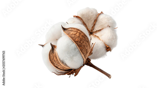 Schilderij op canvas Soft natural cotton boll flower raw textile material on transparent background