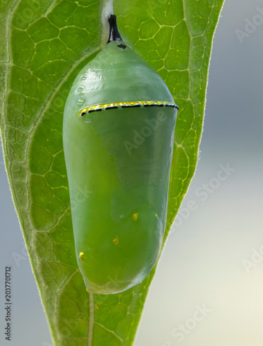 Canvastavla Macro of a green monarch butterfly (danaus plexippus) chrysalis hanging from a milkweed (asclepias) leaf