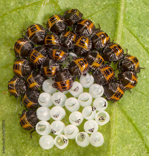 Macro of a group of hatched marmorated stink bugs (Halyomorpha halys) beside eggs.
