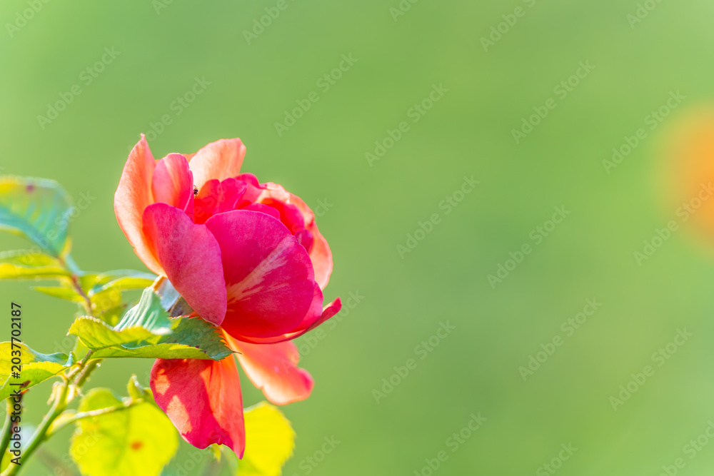 Fototapeta premium Beautiful red garden rose flower on a green blurred background