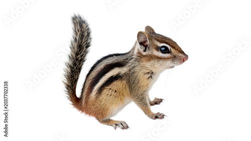 Photography Cute wild fluffy chipmunk sitting ground forest wildlife animal on transparent b