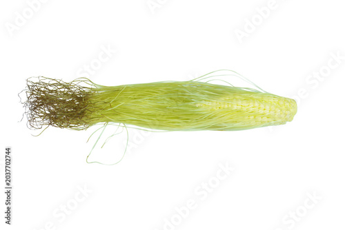 Young baby corn with long green silk fibers isolated on png background layout.