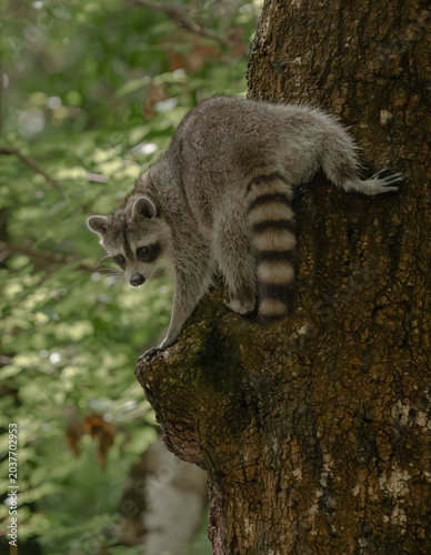 Raccoon on the nest tree