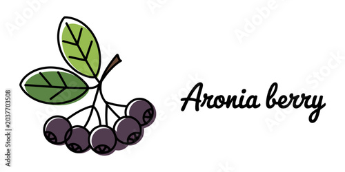 Bild auf Leinwand Aronia berry, purple fruit, healthy food, nutrition icon, vector illustration