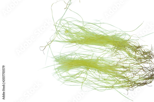 Abstract swirl of light green and brown corn silk strands on png background.