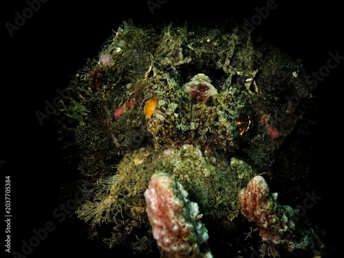 Foto Scorpionfish Camouflaged on Coral Reef | Underwater Macro Photography