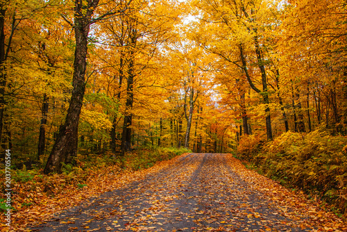 Autumn foliage