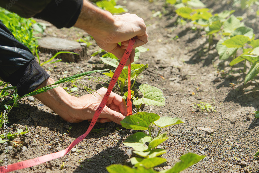 Fototapeta premium Man with a measuring tape measure green plants.