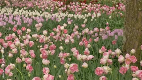 Blooming Pink and White Tulip Field in Spring Garden