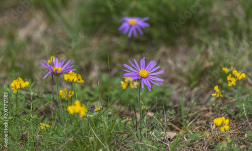 Aster alpestre sur le causse Méjean à Rieisse, La Malène, Lozère, France