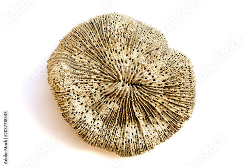 Bilde på lerret Fossilized coral stone isolated on white background showing circular shape with