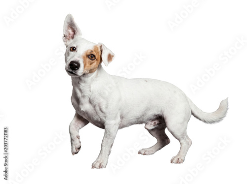 Картината върху платно Adorable Jack Russell Terrier puppy with curious expression, one ear up and paw raised, a lively and cute pet