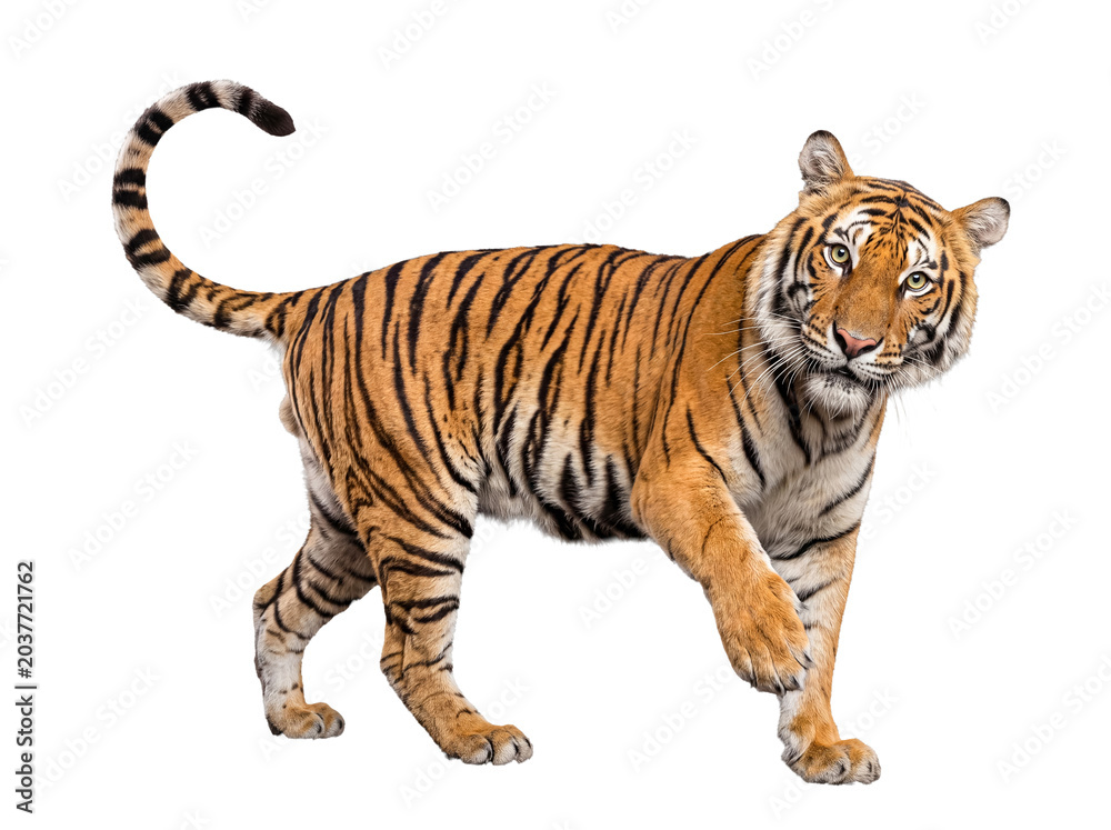 Obraz premium Young Siberian tiger, Panthera tigris altaica, standing with powerful stride, gazing directly forward.